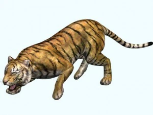 tiger 3D Model