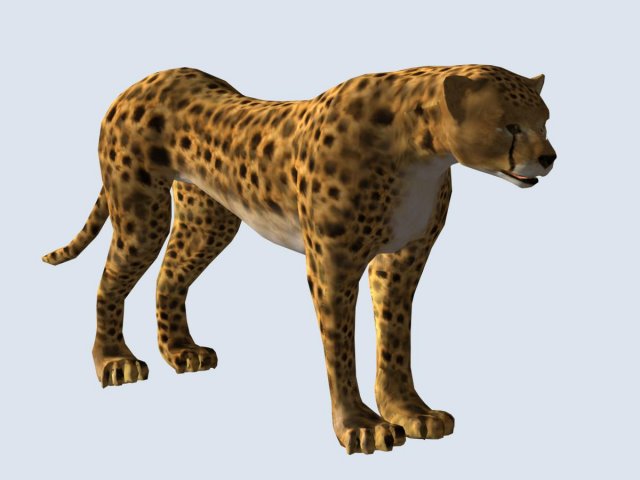 cheetah Model 3D .c4d .max .obj .3ds .fbx .stl .blend 