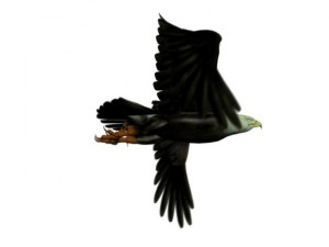 eagle Modèle 3D