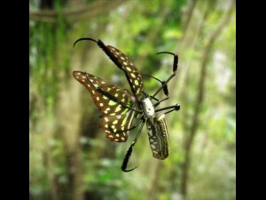 giant golden silk spider 3Dモデル