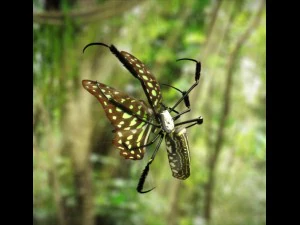 giant golden silk spider 3D Model