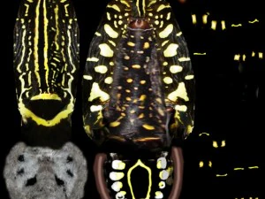 giant golden silk spider 3D Model