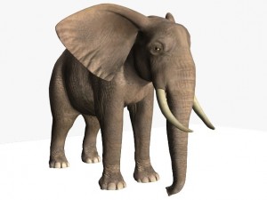 african elephant Model 3D