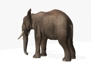african elephant Model 3D