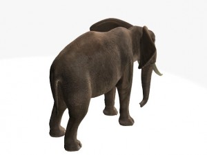 african elephant Model 3D