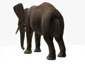 african elephant Model 3D