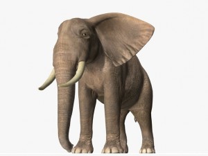 african elephant Model 3D
