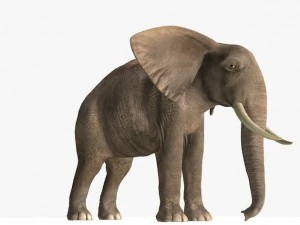 african elephant 3D Model