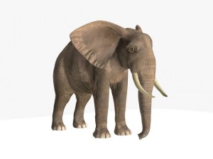 african elephant Model 3D