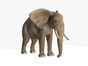 african elephant 3D Model