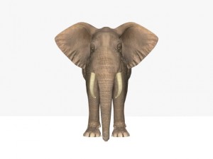 african elephant Model 3D