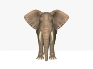 african elephant 3D Model