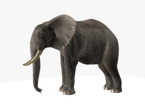 african elephant Model 3D