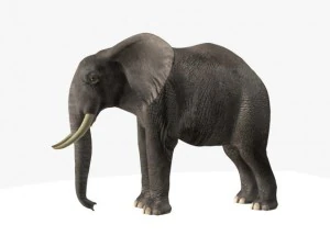 african elephant 3D Model