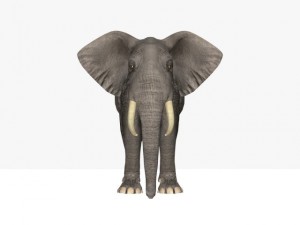 african elephant Model 3D