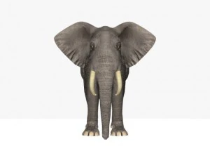 african elephant 3D Model