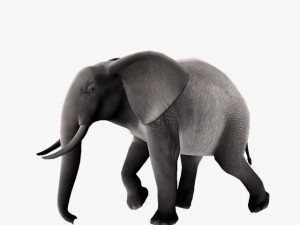 african elephant Model 3D