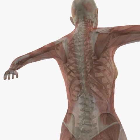 female anatomy 3D 모델 .c4d .max .obj .3ds .fbx .stl .blend 
