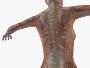 weibliche Anatomie 3D Modell