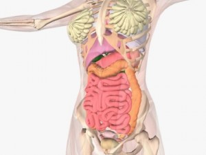female anatomy 3D 모델