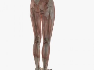 female anatomy 3D 모델