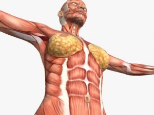 female anatomy 3D 모델