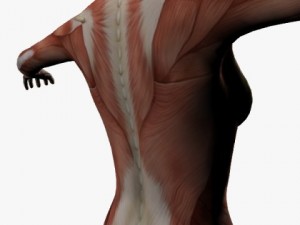 female anatomy 3D 모델