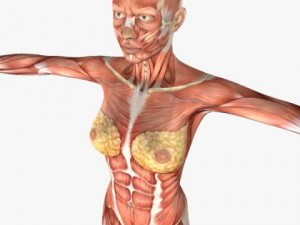 female anatomy 3D 모델