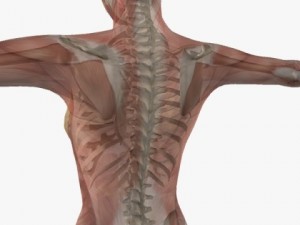 female anatomy 3D 모델