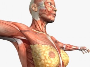 female anatomy 3D 모델
