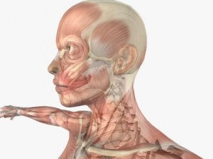 female anatomy 3D 모델