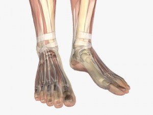female anatomy 3D 모델