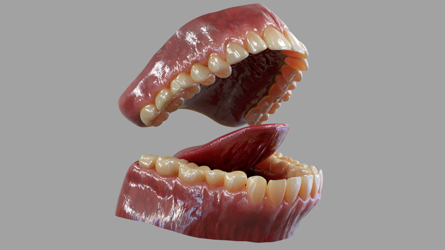 Gums Teeth and Tongue 3D Model .c4d .max .obj .3ds .fbx .stl .blend