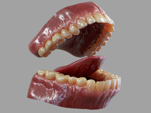 Gums Teeth and Tongue 3D Model