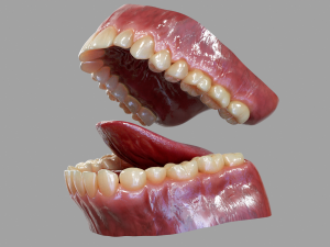 Gums Teeth and Tongue 3Dモデル