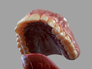 Gums Teeth and Tongue 3Dモデル