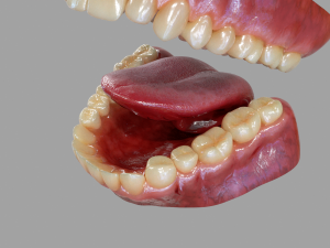 Gums Teeth and Tongue 3Dモデル