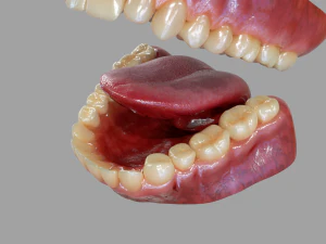 Gums Teeth and Tongue 3D Model