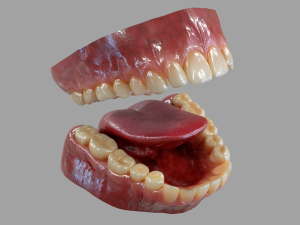 Gums Teeth and Tongue 3Dモデル
