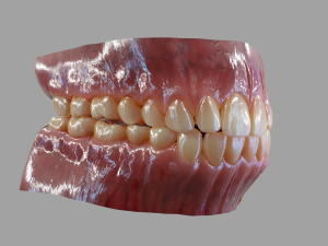 Gums Teeth and Tongue 3Dモデル