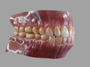 Gums Teeth and Tongue 3D Model