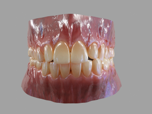 Gums Teeth and Tongue 3Dモデル