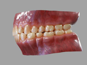 Gums Teeth and Tongue 3D Model