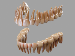 Gums Teeth and Tongue 3Dモデル
