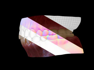 Gums Teeth and Tongue 3D Model