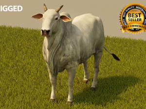 Photo realistic cattle 3D मॉडल