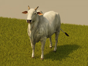 Photo realistic cattle Modelo 3D