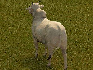Photo realistic cattle Modelo 3D