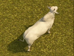 Photo realistic cattle Modelo 3D