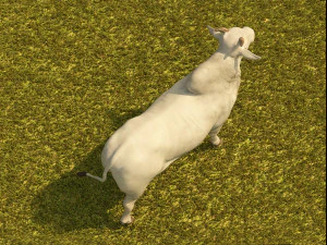 Bovini fotorealistici Modello 3D
